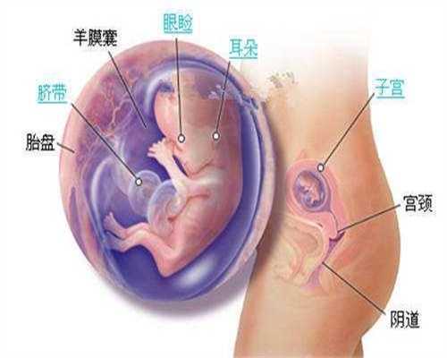 代孕期投保指南